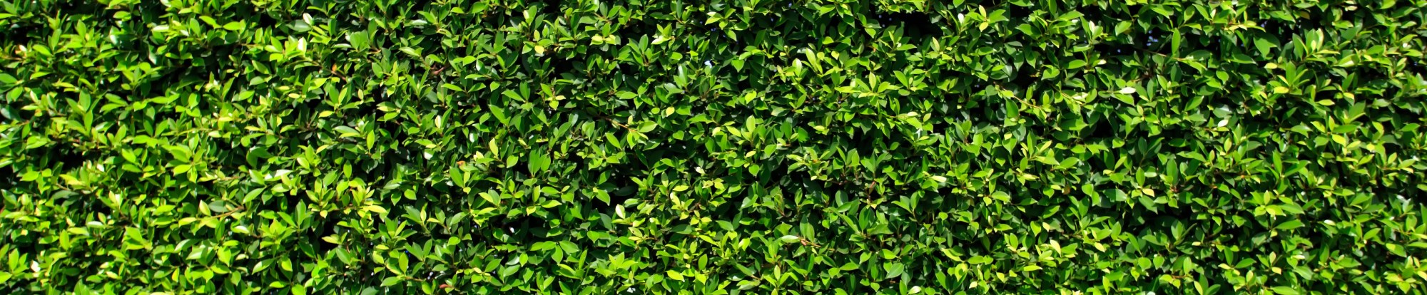Hedging