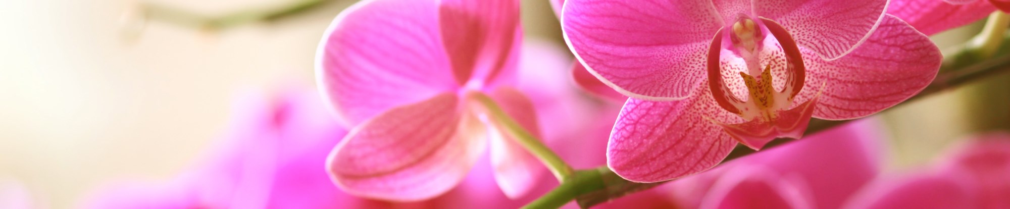 Orchids