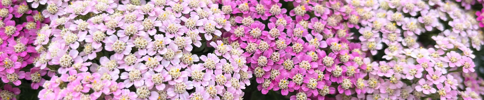 Perennial Plants