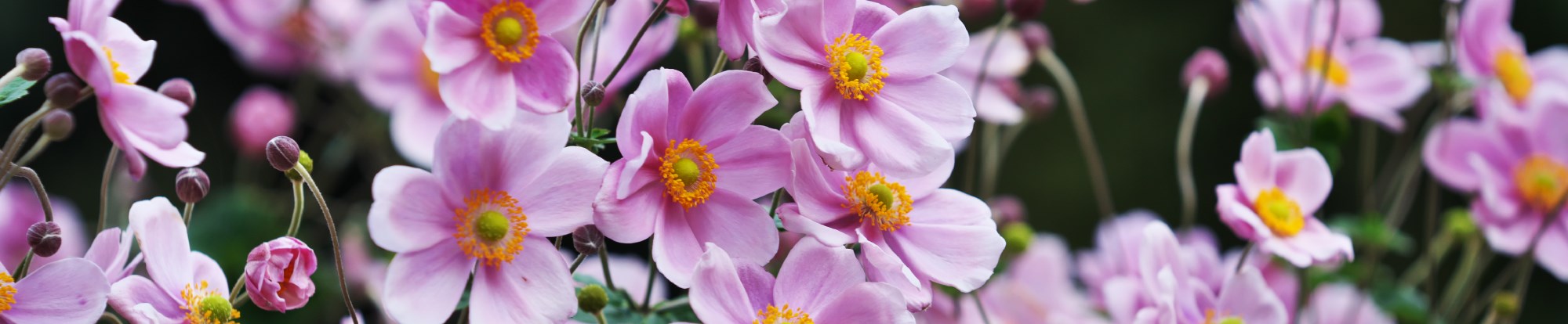 Perennial Plants in a 2L Pot