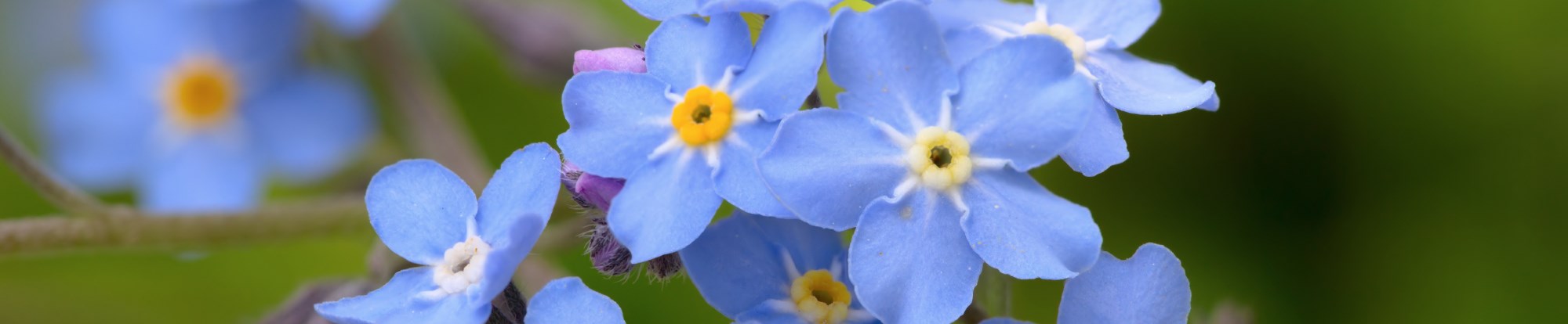 Perennial Plants in 9cm Pots