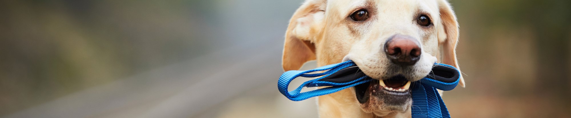 Pet Accessories