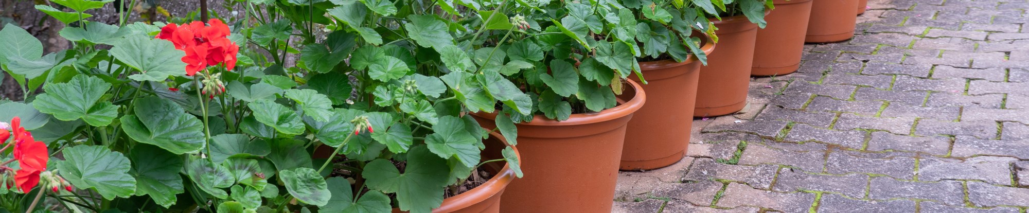 Special Offer Plants
