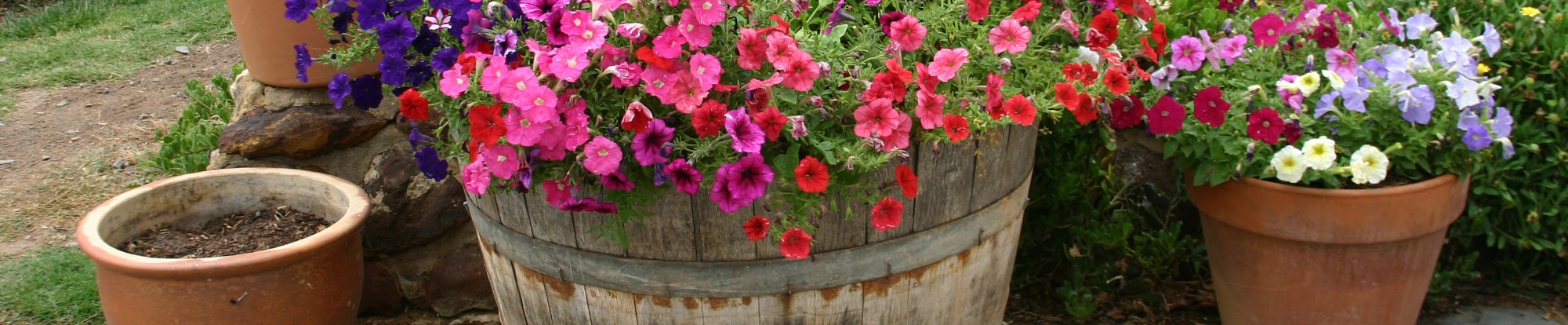 Plant Pots and Containers