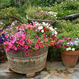 Plant Pots and Containers