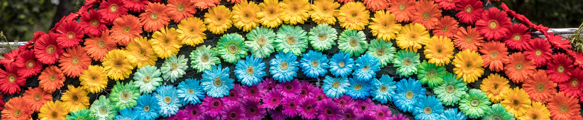Pride Flowers
