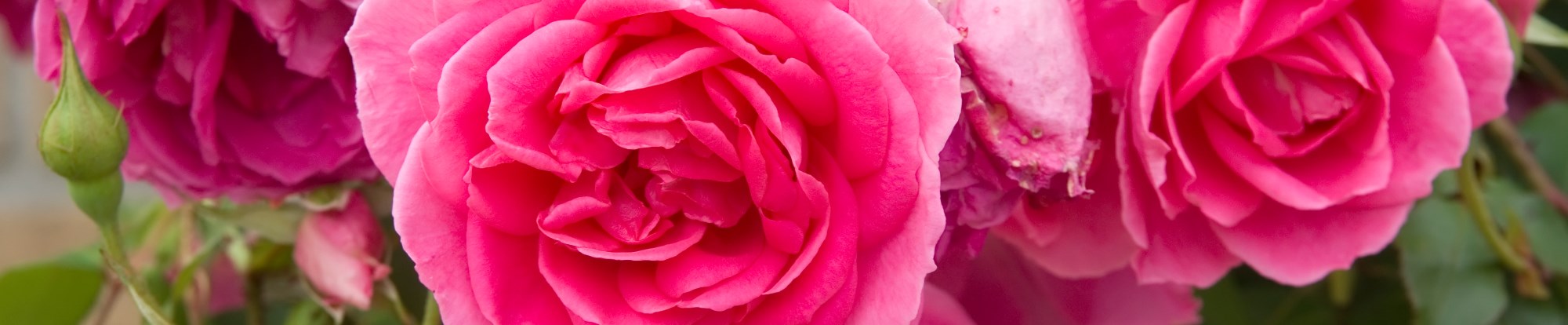 Garden Roses & Climbing Roses