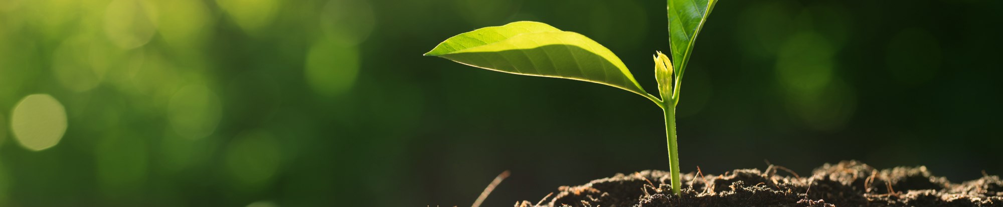 Seed Compost