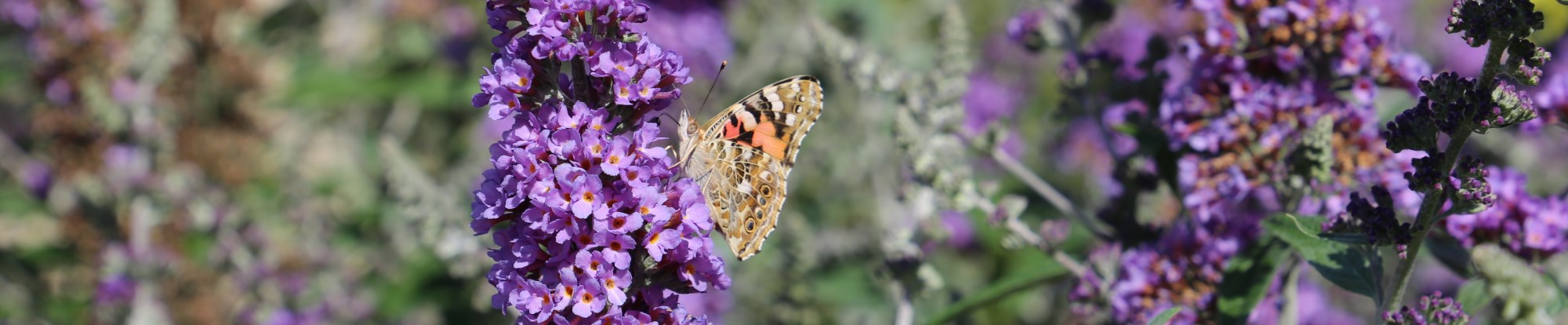 Shrubs - Evergreen, Deciduous & Flowering Shrubs 