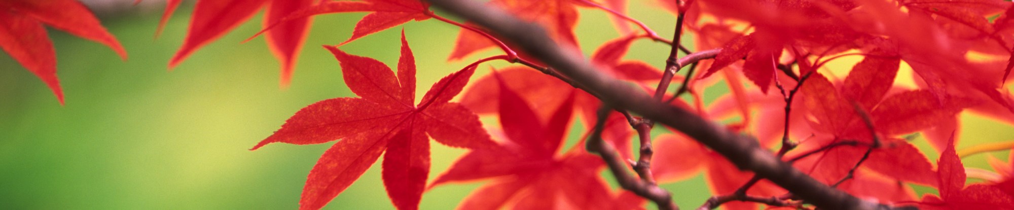 Ornamental and flowering trees