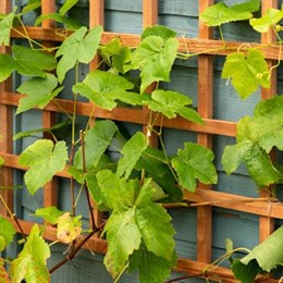 Trellises