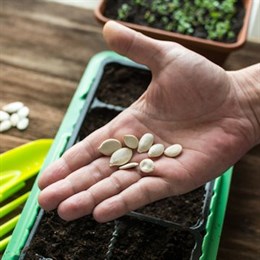 Vegetable Seeds