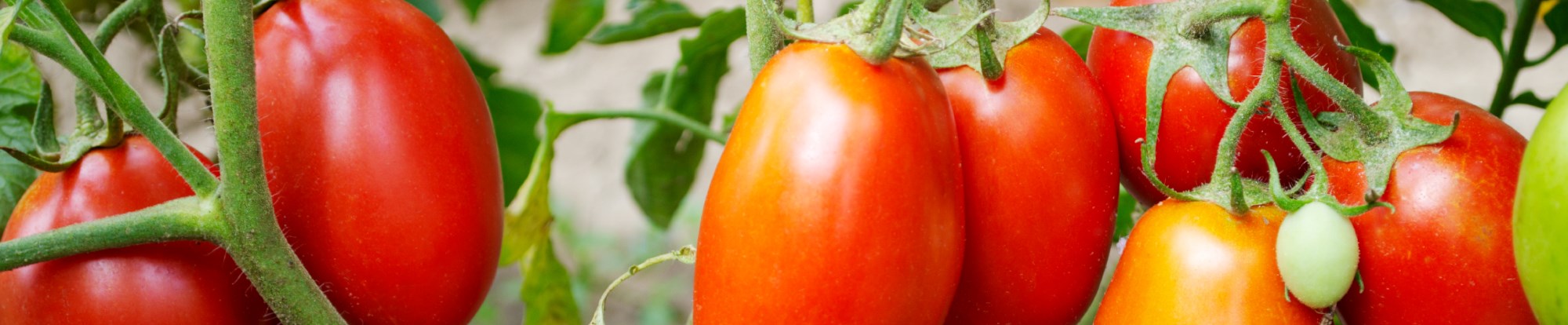 Vegetable