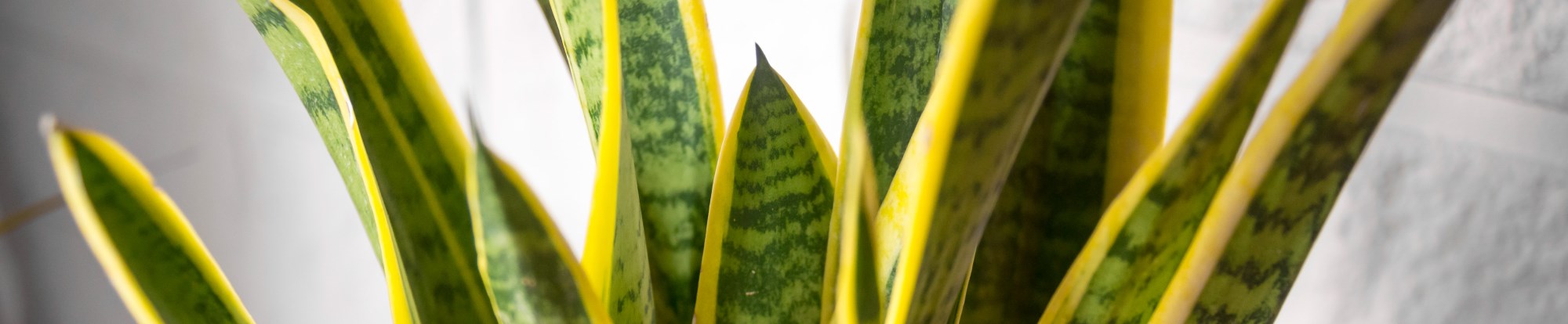 View All Houseplants