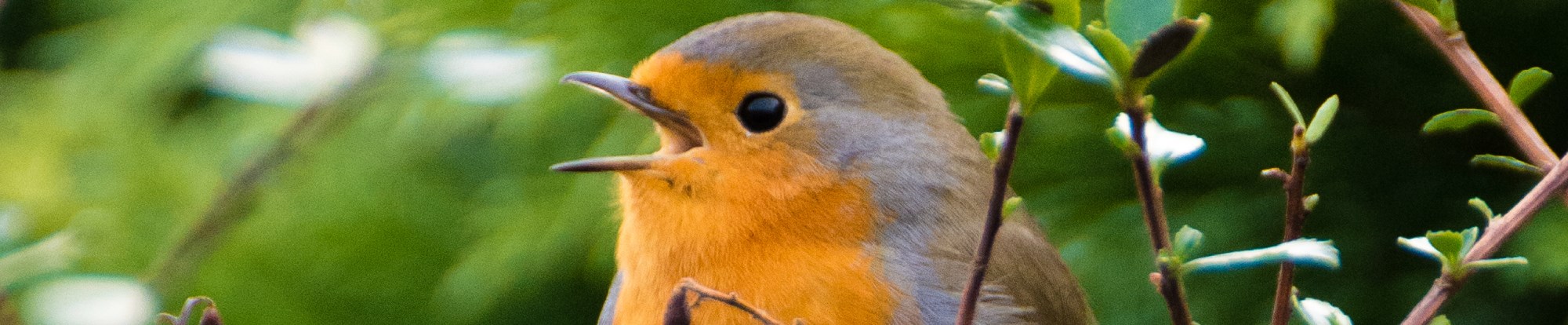 Wild Bird