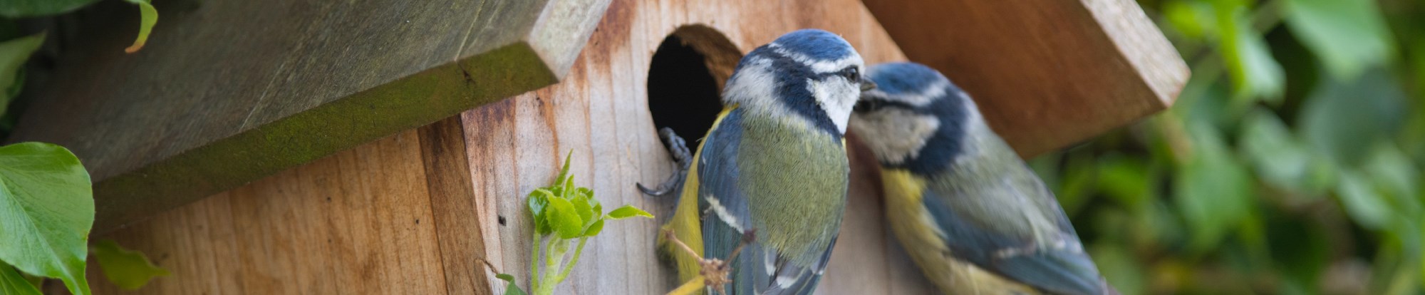 Wild Bird Accessories