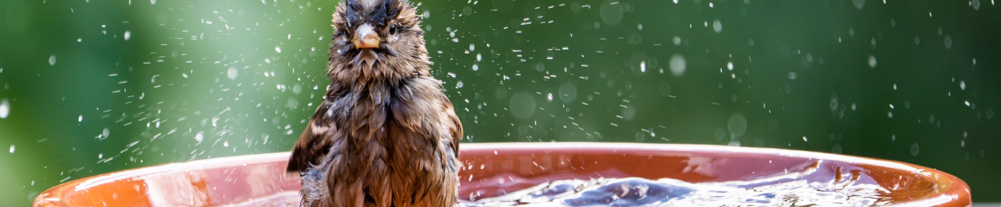 Wild Bird Baths