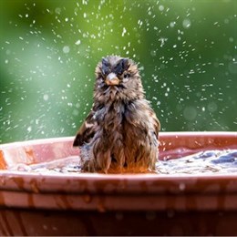 Wild Bird Baths