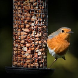 Wild Bird Feeders