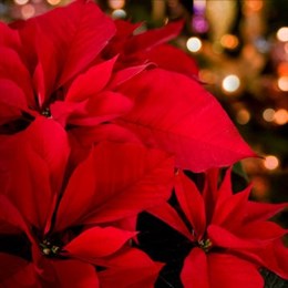 Christmas Plants
