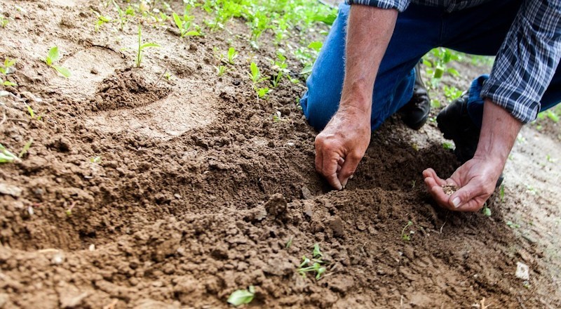 a-guide-to-garden-soil-longacres-garden-centre-110917.jpg