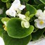 Begonia Semp White Green Leaf 12 Pack Boxed BeddingAlternative Image1