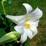 Longi Lily (x 3 Individual Stems) - WhiteAlternative Image1