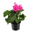 Upright Geranium Pink 10.5cm Pot BeddingAlternative Image1