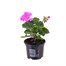 Upright Geranium Purple 10.5cm Pot BeddingAlternative Image1