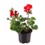 Upright Geranium Red 10.5cm Pot BeddingAlternative Image1