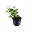 Upright Geranium White 10.5cm Pot BeddingAlternative Image1