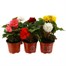 A Lucky Dip Selection! Begonia Non Stop Mixed 6 x 10.5cm Basket BeddingAlternative Image1