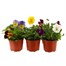 A Lucky Dip Selection! Pansy Cool Wave Trailing 6 x 10.5cm Pot BeddingAlternative Image2