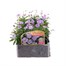 Brachyscome Collection 6 Pack Boxed BeddingAlternative Image1
