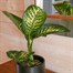 Dieffenbachia Tropic Snow Houseplant - 12cm PotAlternative Image1