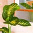 Dieffenbachia Tropic Snow Houseplant - 12cm PotAlternative Image2