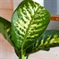 Dieffenbachia Tropic Snow Houseplant - 12cm PotAlternative Image3
