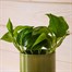 Epipremnum Aureum Houseplant - 12cm PotAlternative Image1
