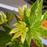 Fatsia Japonica Variegated Spiderweb Houseplant 14cm PotAlternative Image2