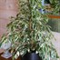 Ficus benjamina Starlight HouseplantAlternative Image1