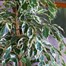 Ficus benjamina Starlight HouseplantAlternative Image2