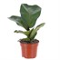 Ficus Lyrata Bambino Houseplant - 12cm PotAlternative Image3