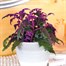 Gynura Aurantiaca Houseplant - 12cm PotAlternative Image2