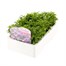 Lobelia Riviera Lilac (Bush) 12 Pack Boxed BeddingAlternative Image3