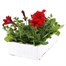 Petunia Grandiflora F1 Scarlet 6 Pack Boxed BeddingAlternative Image4