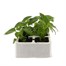 Salvia Sizzler White 6 Pack Boxed BeddingAlternative Image1