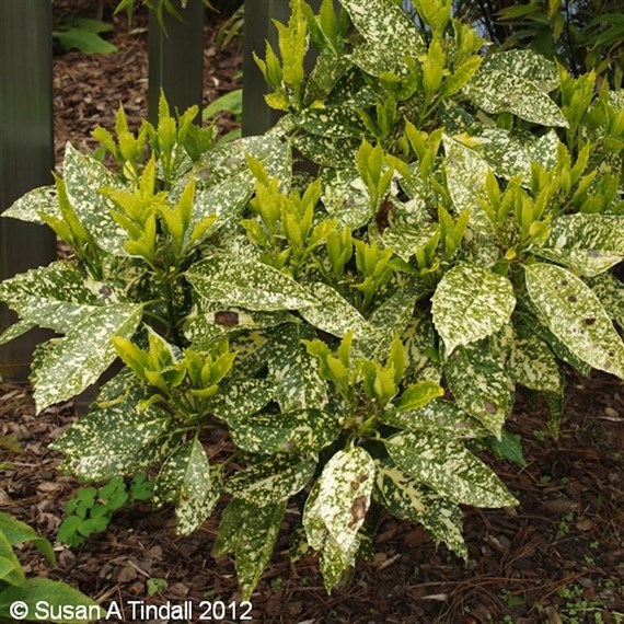 Aucuba Jap. Crotonifolia - 7.5L Pot