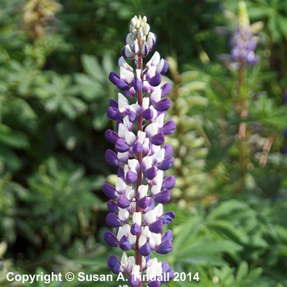 Lupinus The Governor Perennial Plant 9cm Pot - Set of 3