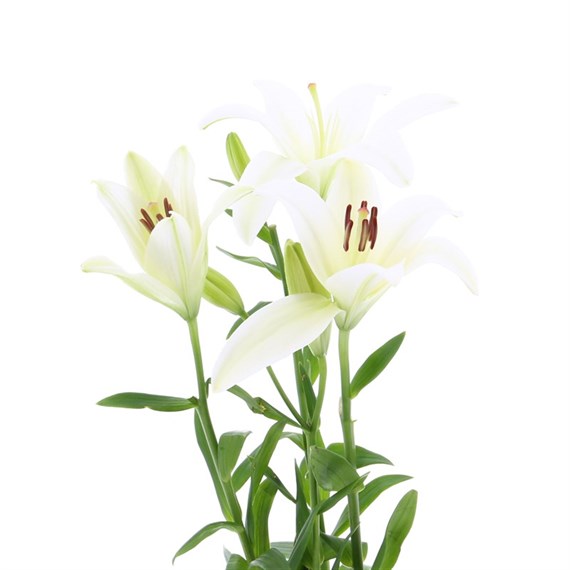 Asiatic Lily (x 4 Individual Stems) - White