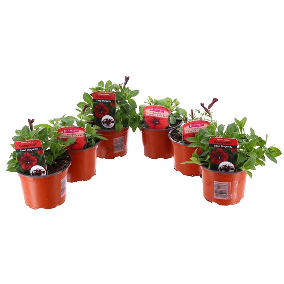A Lucky Dip Selection! Petunia Red - 6 x 10.5cm Pot Bedding